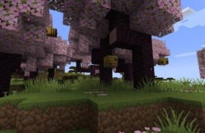 quan xa cherry grove voi rung hoa anh dao mau hong dac trung